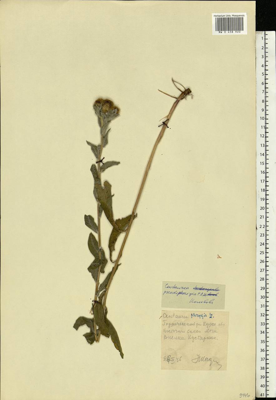 Centaurea pseudophrygia C. A. Mey., Eastern Europe, Central forest-and-steppe region (E6) (Russia)