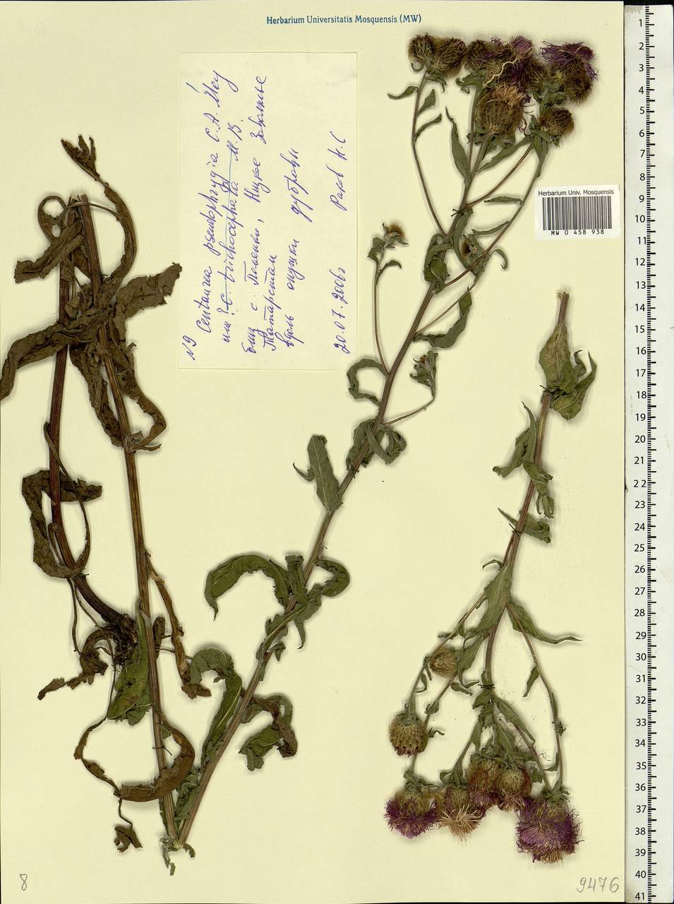 Centaurea pseudophrygia C. A. Mey., Eastern Europe, Middle Volga region (E8) (Russia)