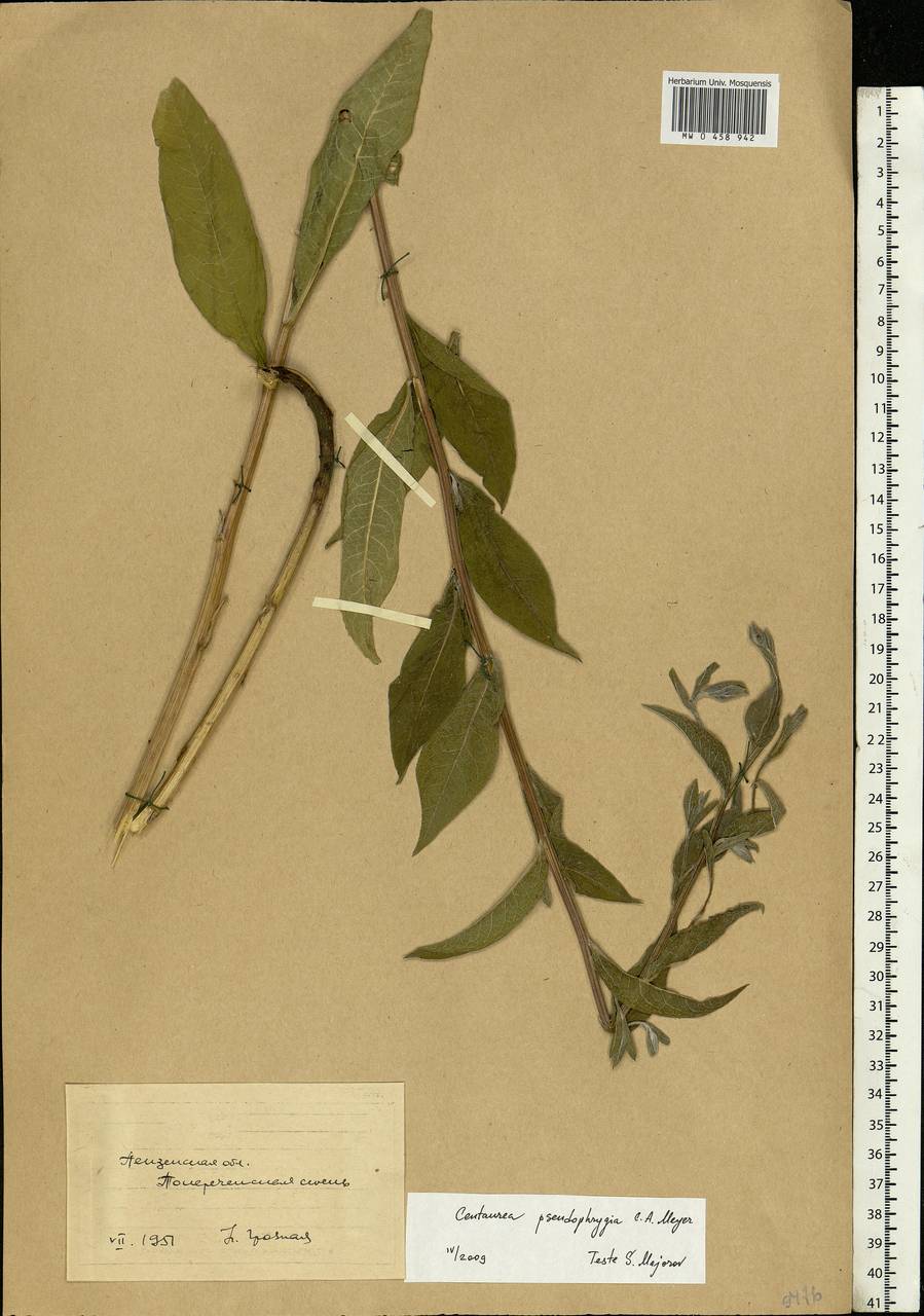 Centaurea pseudophrygia C. A. Mey., Eastern Europe, Middle Volga region (E8) (Russia)