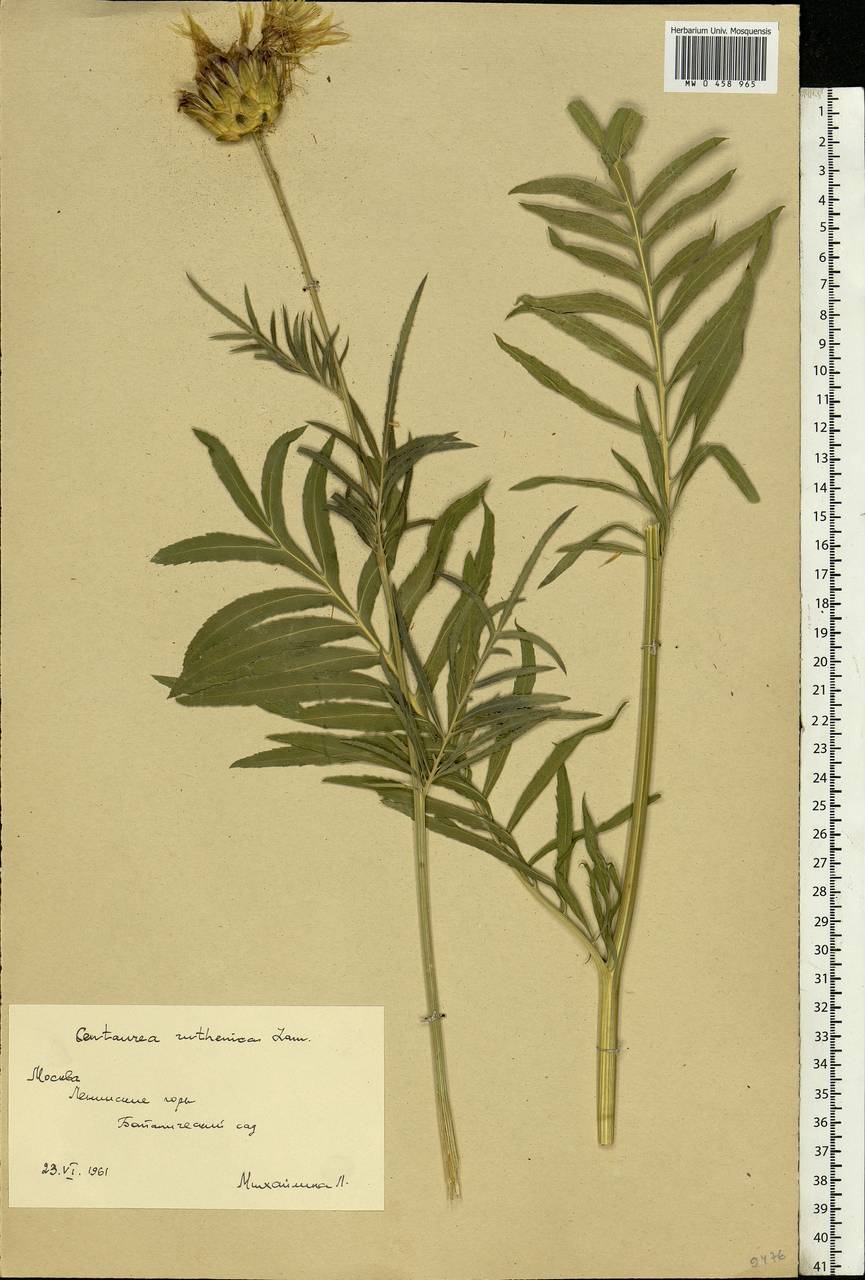 Rhaponticoides ruthenica (Lam.) M. V. Agab. & Greuter, Eastern Europe, Moscow region (E4a) (Russia)