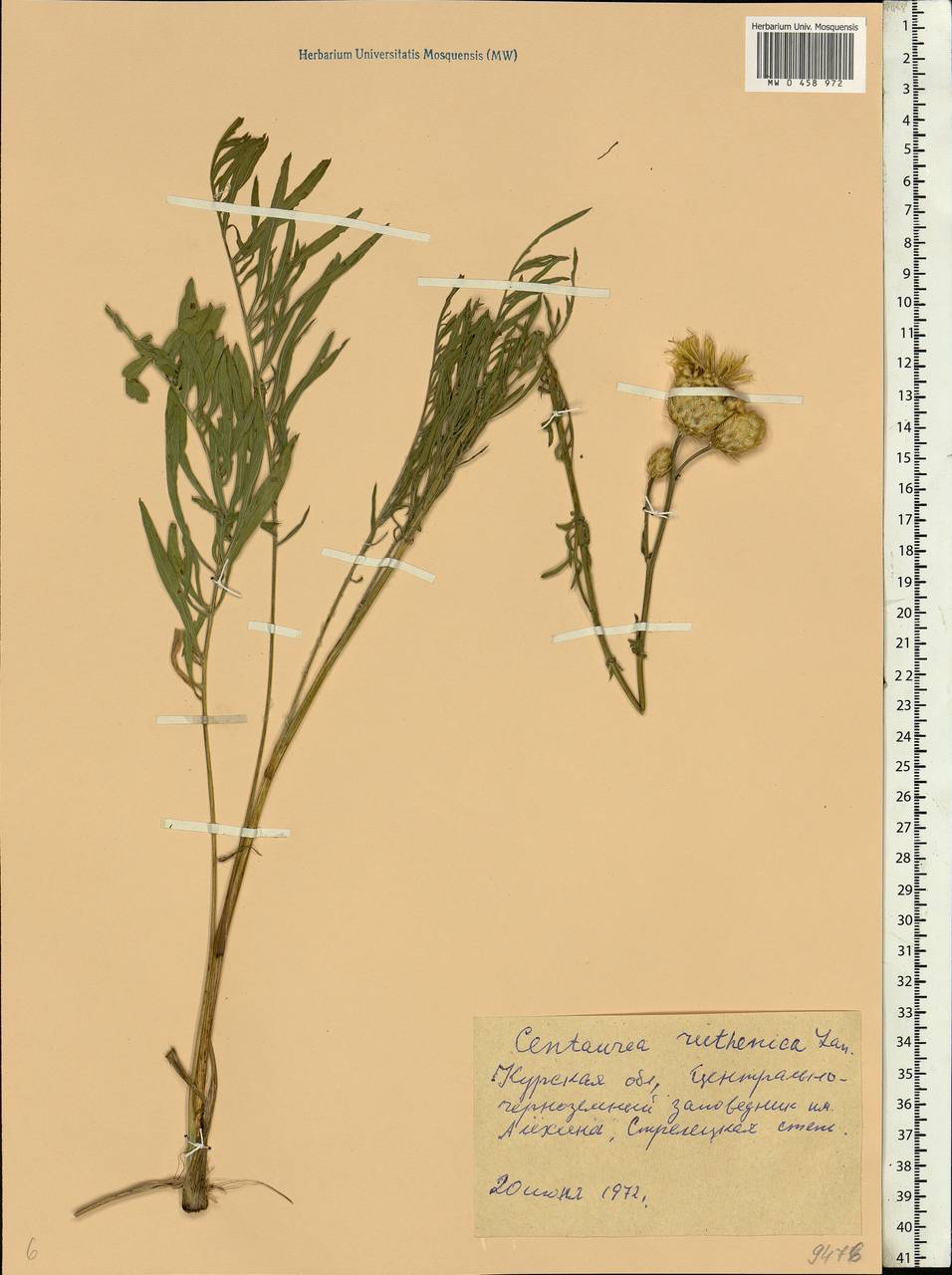 Rhaponticoides ruthenica (Lam.) M. V. Agab. & Greuter, Eastern Europe, Central forest-and-steppe region (E6) (Russia)