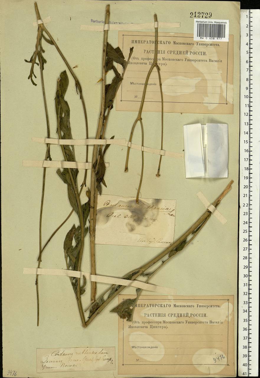 Rhaponticoides ruthenica (Lam.) M. V. Agab. & Greuter, Eastern Europe, Central forest-and-steppe region (E6) (Russia)