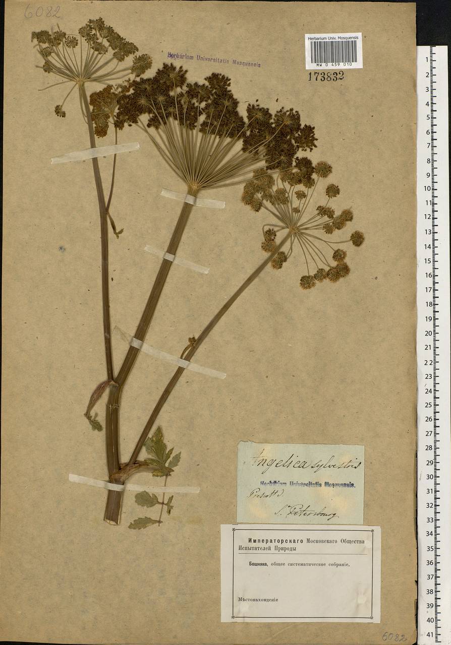 Angelica sylvestris L., Eastern Europe, North-Western region (E2) (Russia)