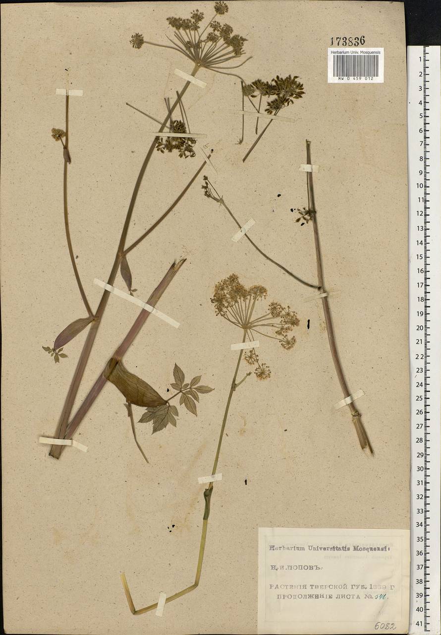 Angelica sylvestris L., Eastern Europe, North-Western region (E2) (Russia)