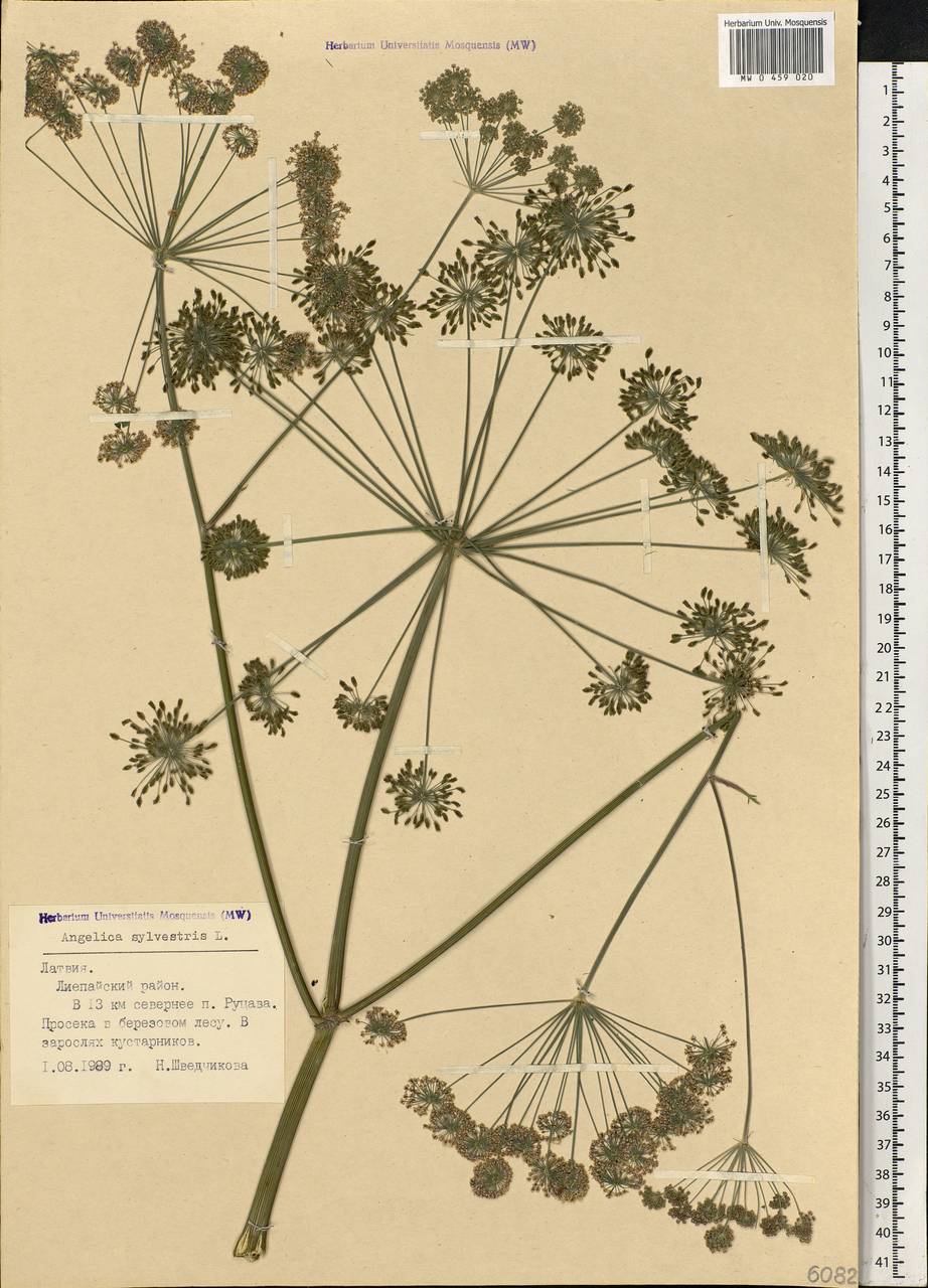 Angelica sylvestris L., Eastern Europe, Latvia (E2b) (Latvia)