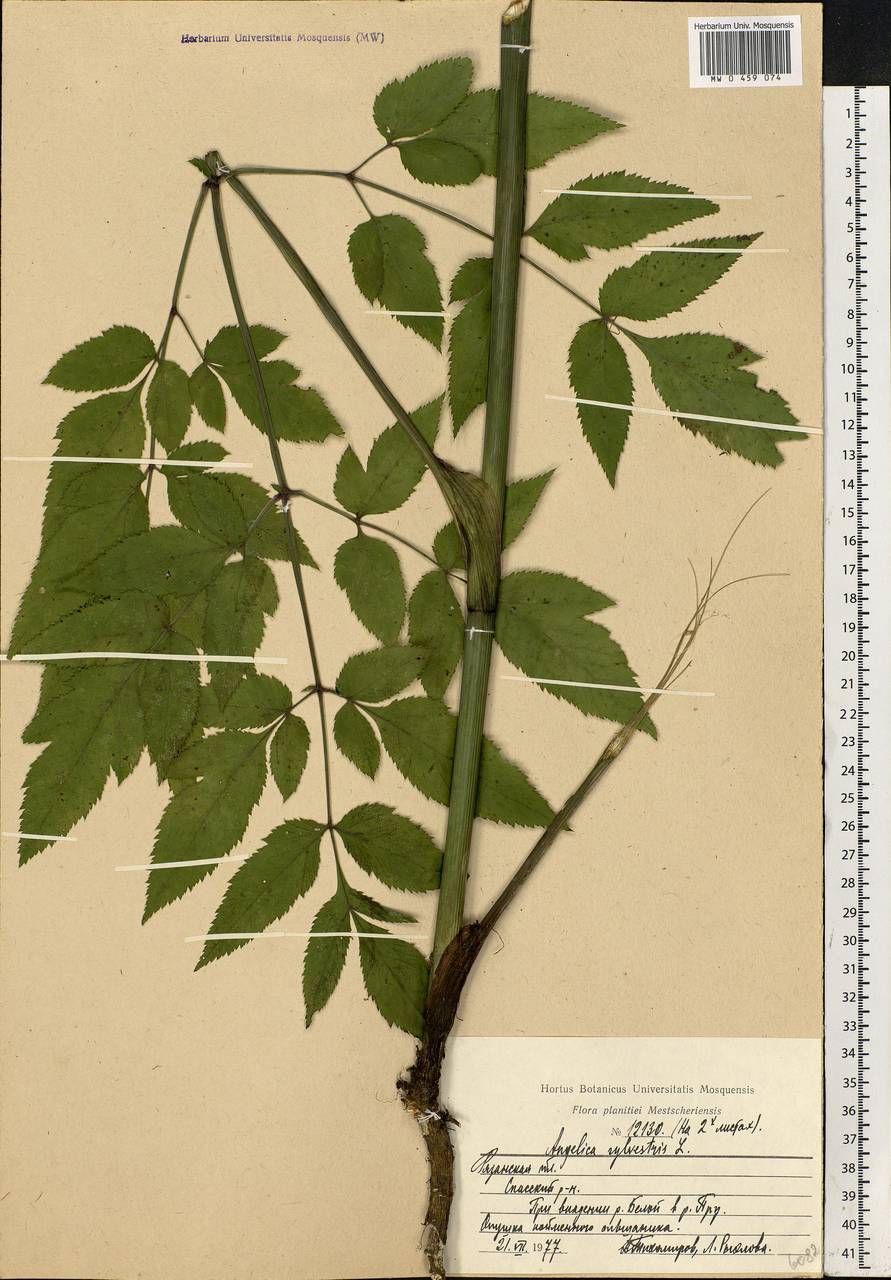 Angelica sylvestris L., Eastern Europe, Central region (E4) (Russia)