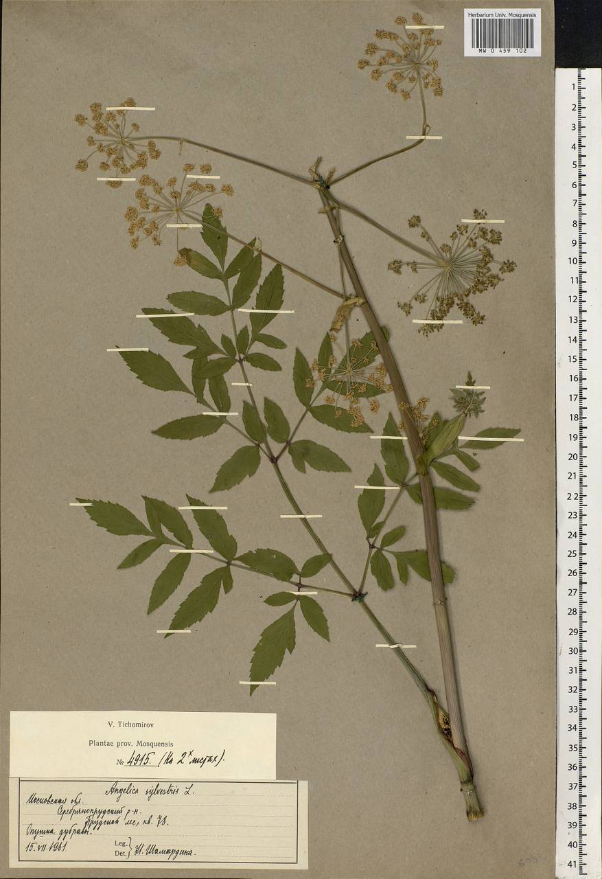 Angelica sylvestris L., Eastern Europe, Moscow region (E4a) (Russia)