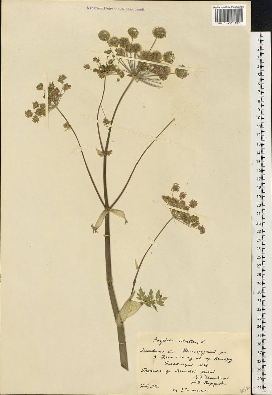 Angelica sylvestris L., Eastern Europe, Moscow region (E4a) (Russia)