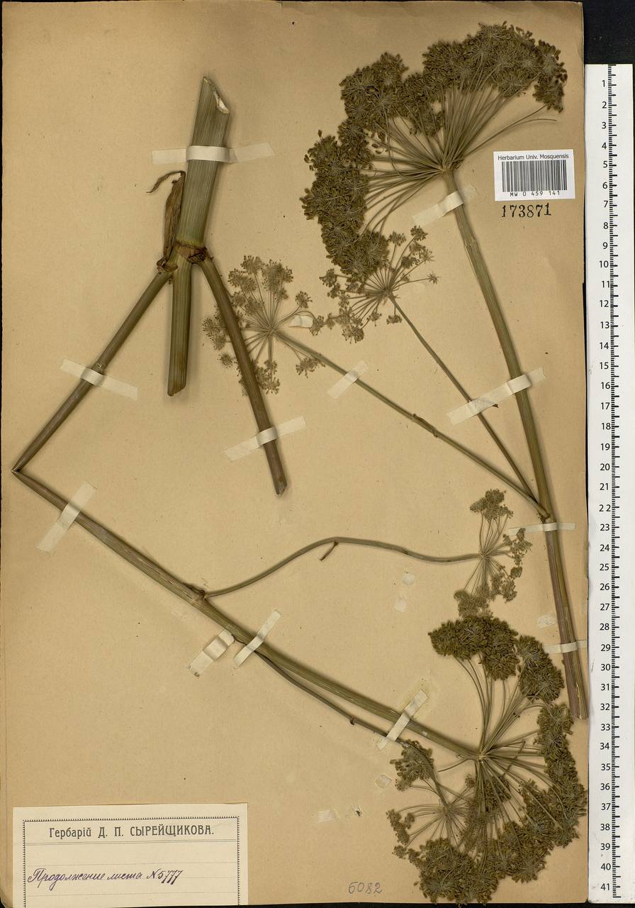 Angelica sylvestris L., Eastern Europe, Moscow region (E4a) (Russia)