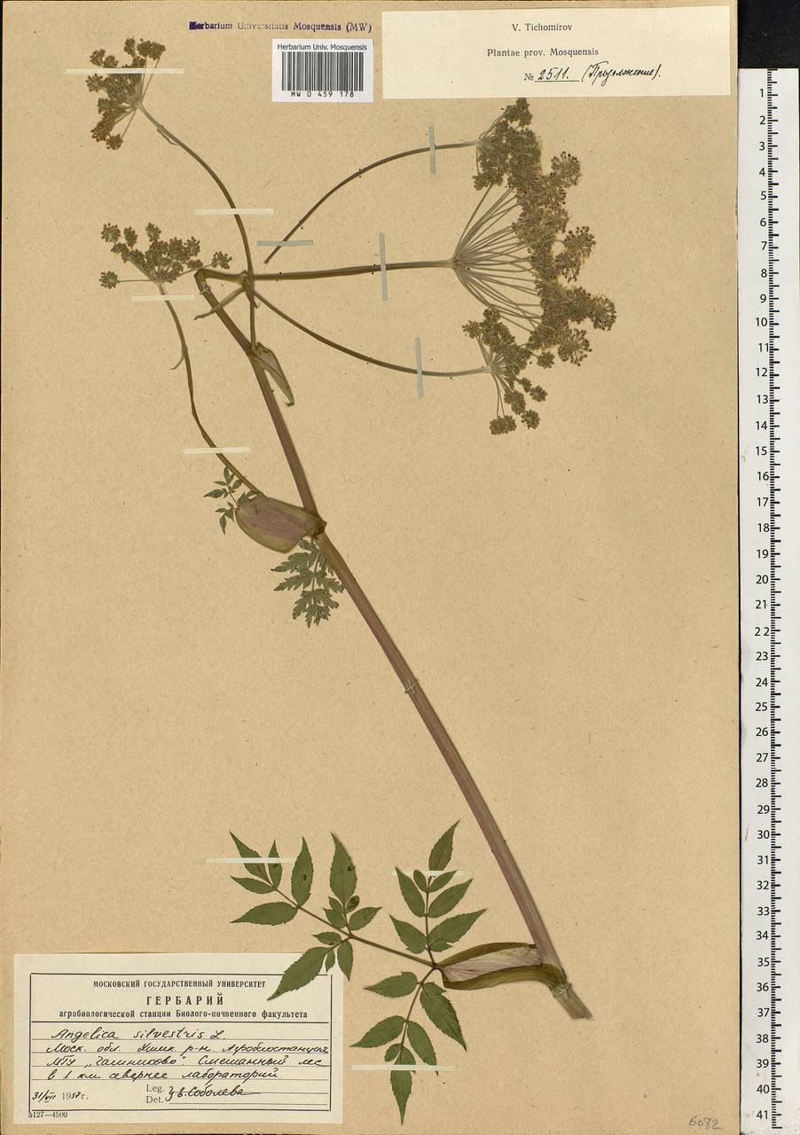 Angelica sylvestris L., Eastern Europe, Moscow region (E4a) (Russia)