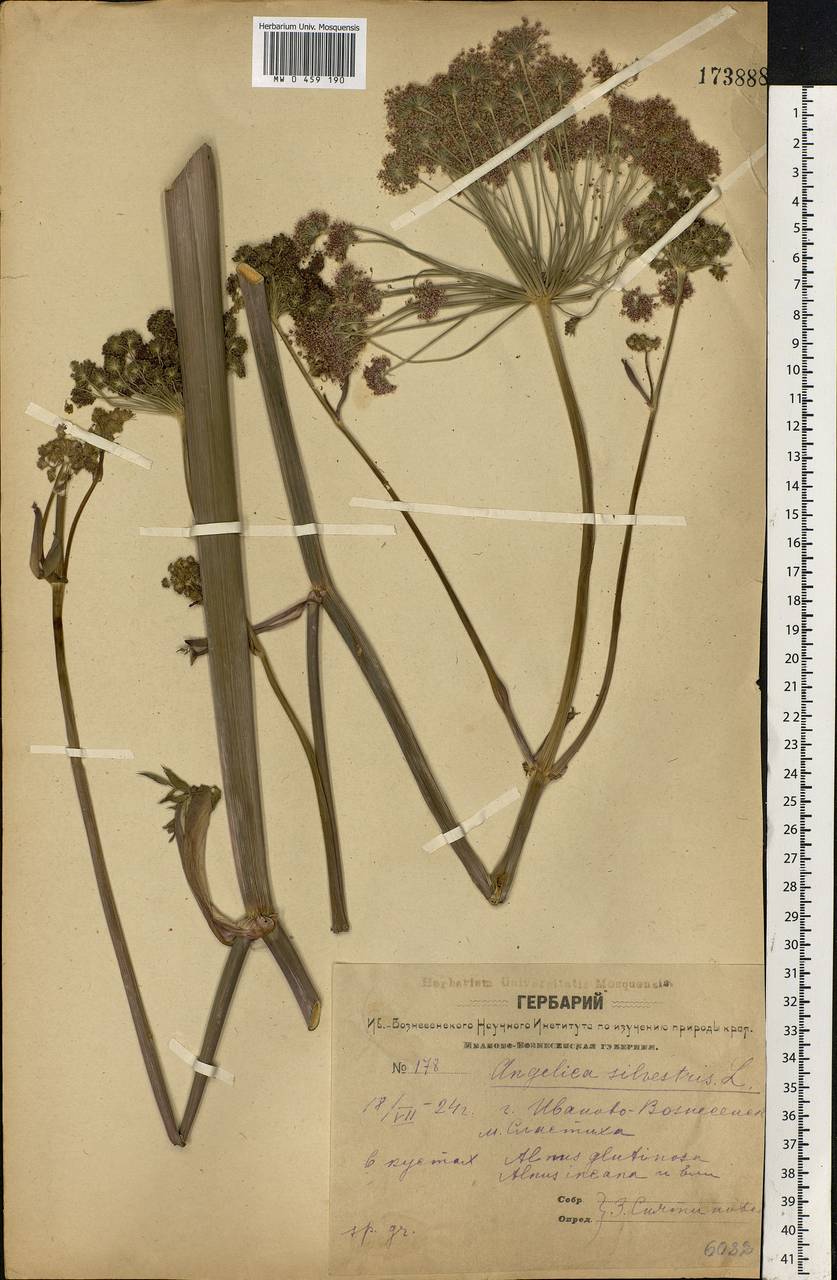 Angelica sylvestris L., Eastern Europe, Central forest region (E5) (Russia)