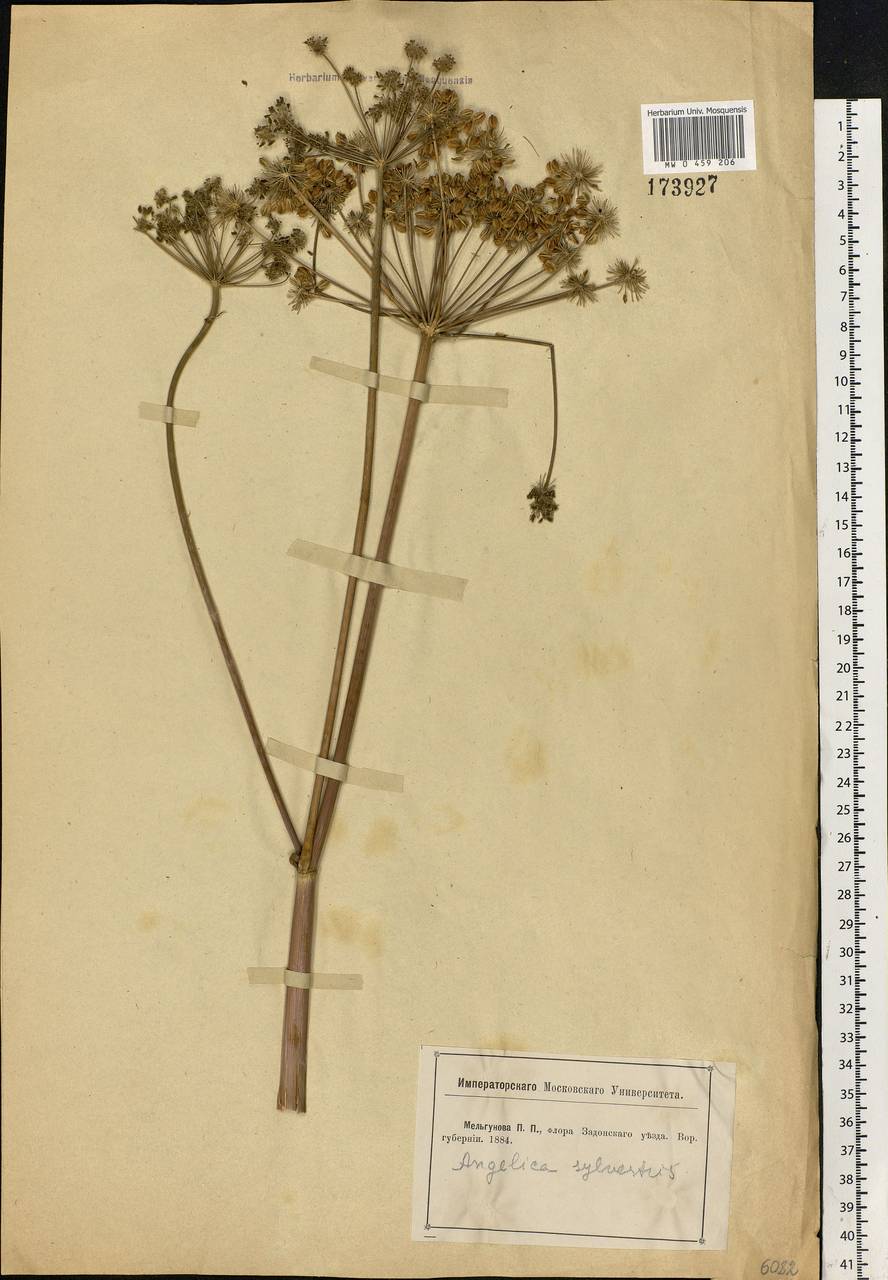 Angelica sylvestris L., Eastern Europe, Central forest-and-steppe region (E6) (Russia)