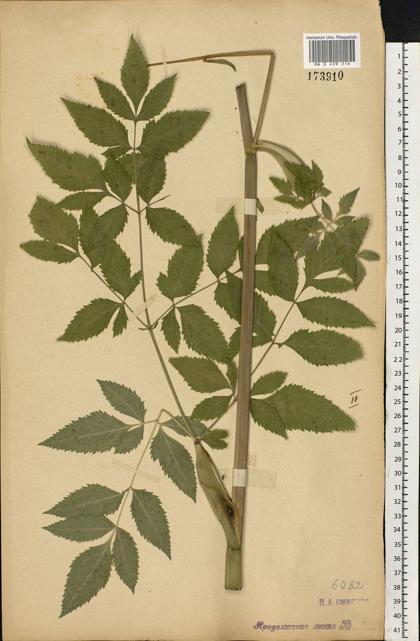 Angelica sylvestris L., Eastern Europe, Central forest-and-steppe region (E6) (Russia)