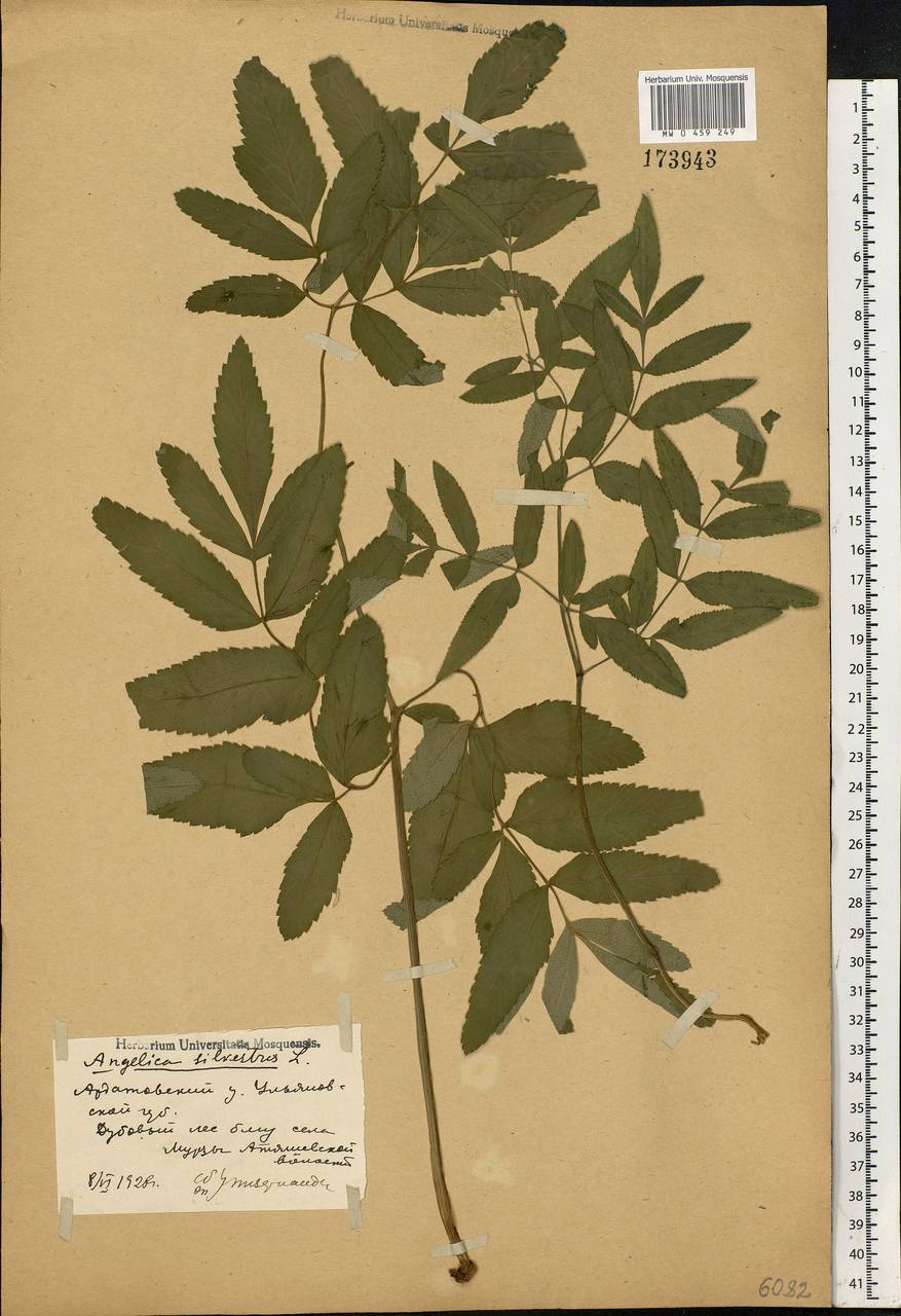 Angelica sylvestris L., Eastern Europe, Middle Volga region (E8) (Russia)