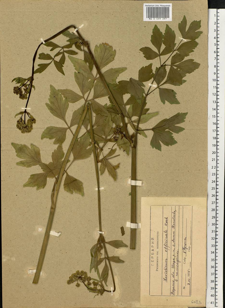 Levisticum officinale Koch, Eastern Europe, Central region (E4) (Russia)