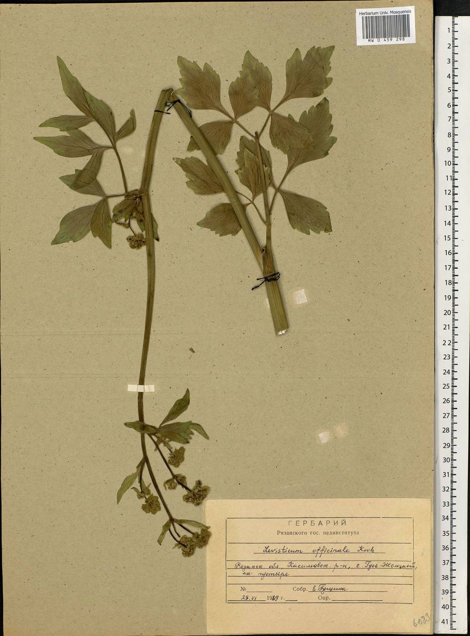 Levisticum officinale Koch, Eastern Europe, Central region (E4) (Russia)