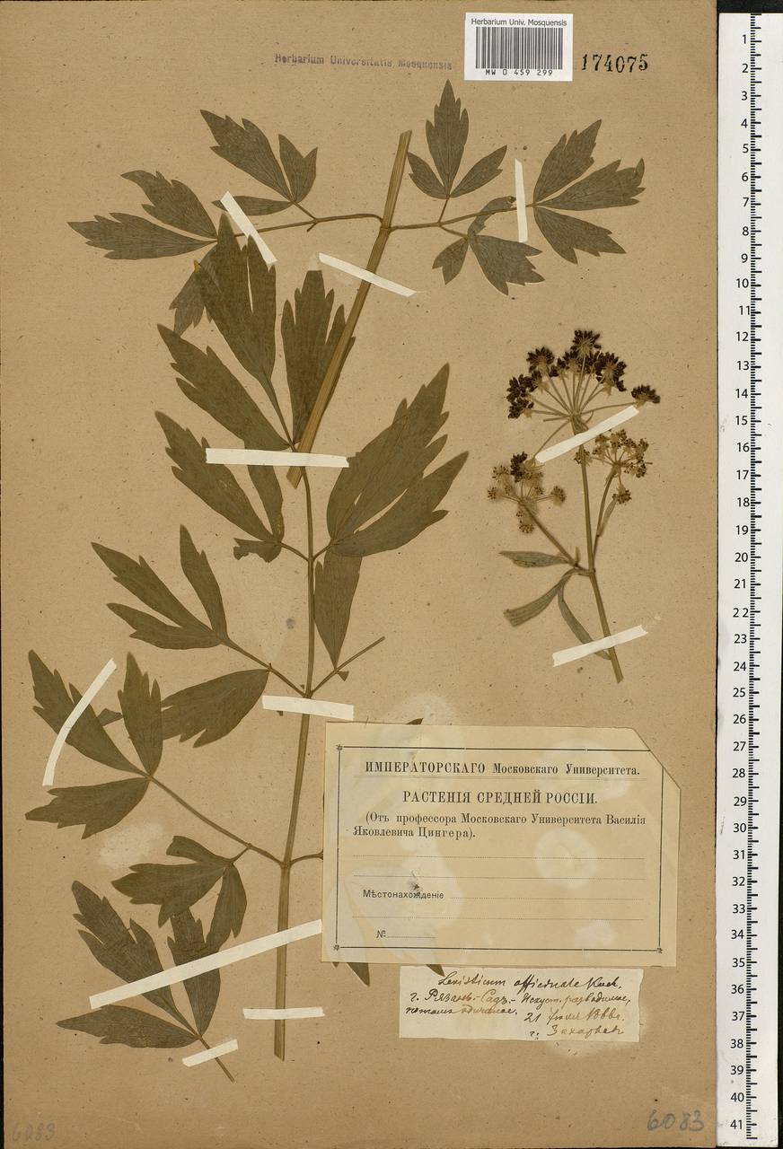 Levisticum officinale Koch, Eastern Europe, Central region (E4) (Russia)