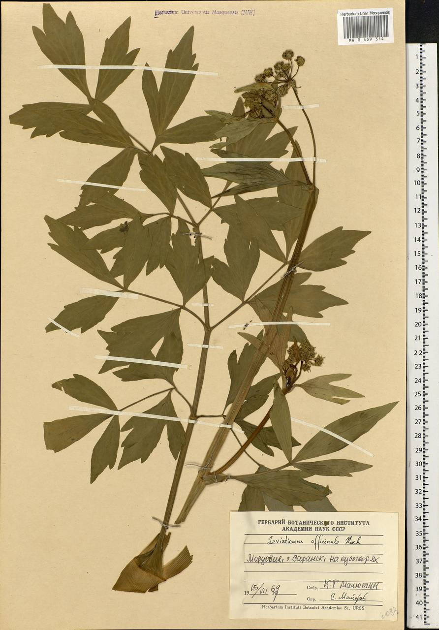 Levisticum officinale Koch, Eastern Europe, Middle Volga region (E8) (Russia)