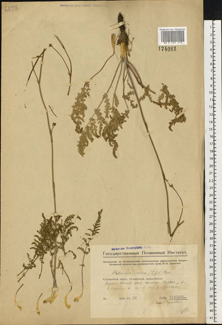 Palimbia rediviva (Pall.) Thell., Eastern Europe, Middle Volga region (E8) (Russia)