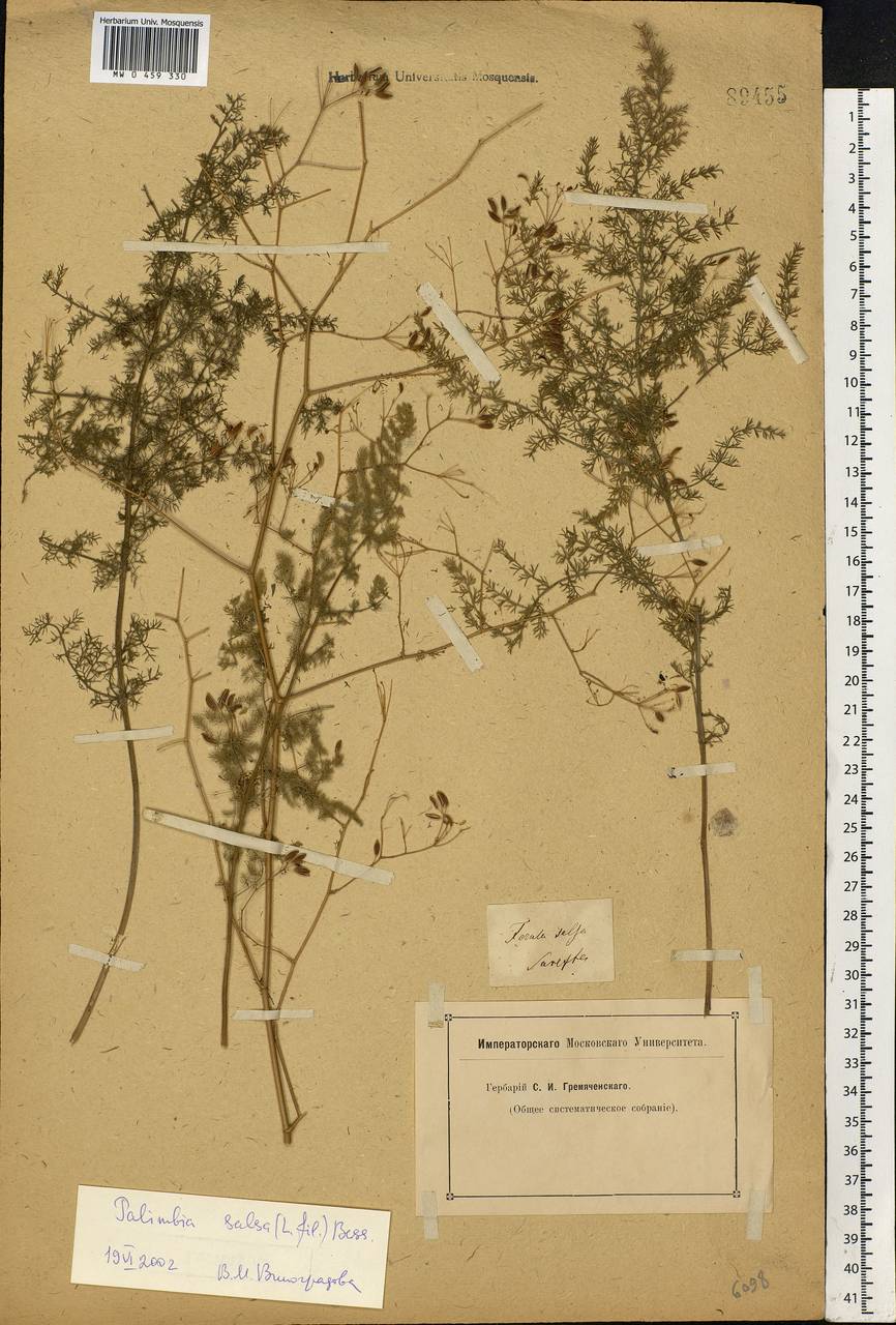 Palimbia rediviva (Pall.) Thell., Eastern Europe, Lower Volga region (E9) (Russia)