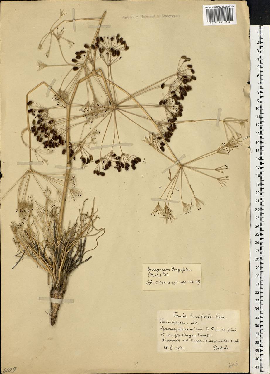 Ferula longifolia Fisch. ex Spreng., Eastern Europe, Lower Volga region (E9) (Russia)