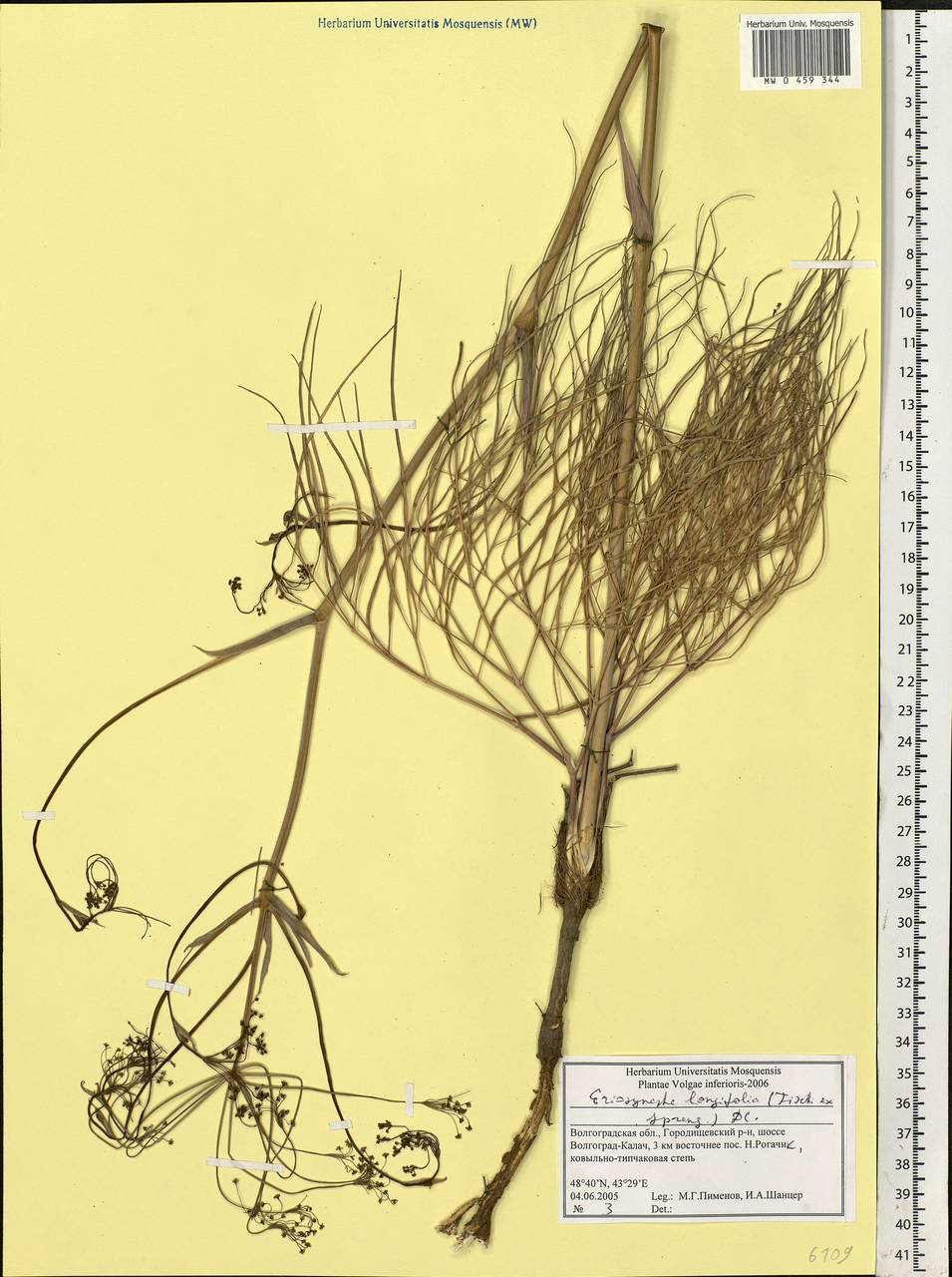 Eriosynaphe longifolia (Fisch. ex Spreng.) DC., Eastern Europe, Lower Volga region (E9) (Russia)