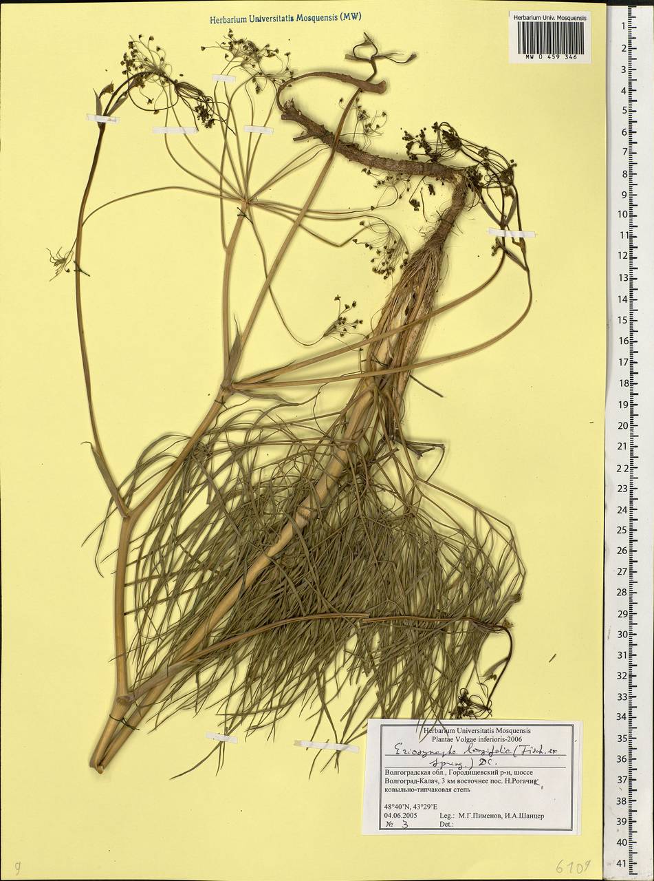 Eriosynaphe longifolia (Fisch. ex Spreng.) DC., Eastern Europe, Lower Volga region (E9) (Russia)