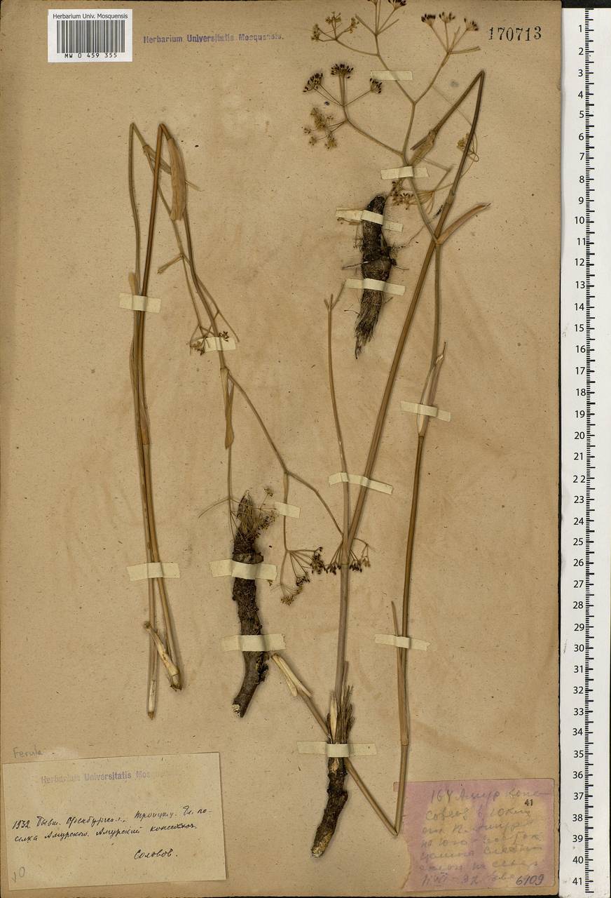 Ferula, Eastern Europe, Eastern region (E10) (Russia)