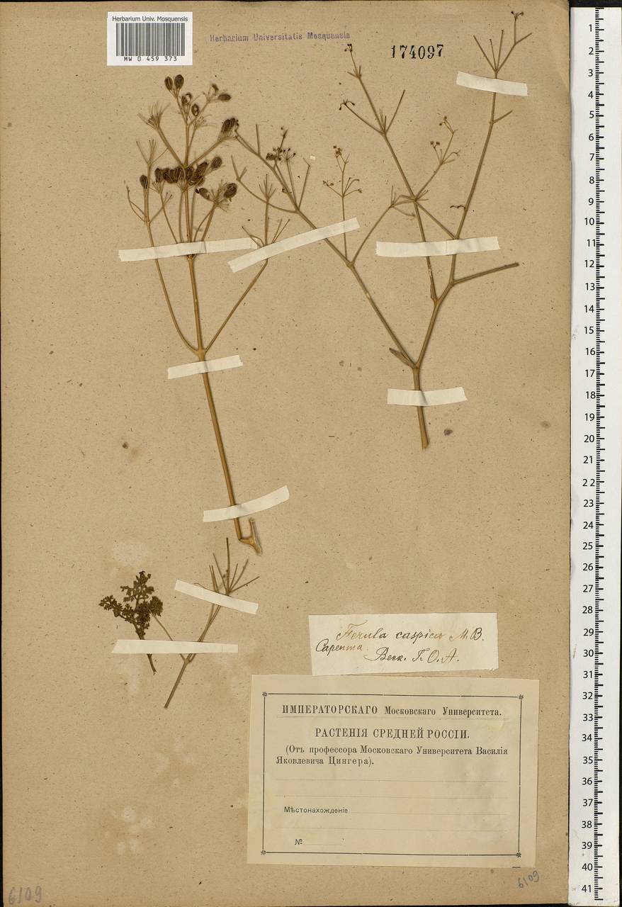 Ferula caspica M. Bieb., Eastern Europe, Lower Volga region (E9) (Russia)