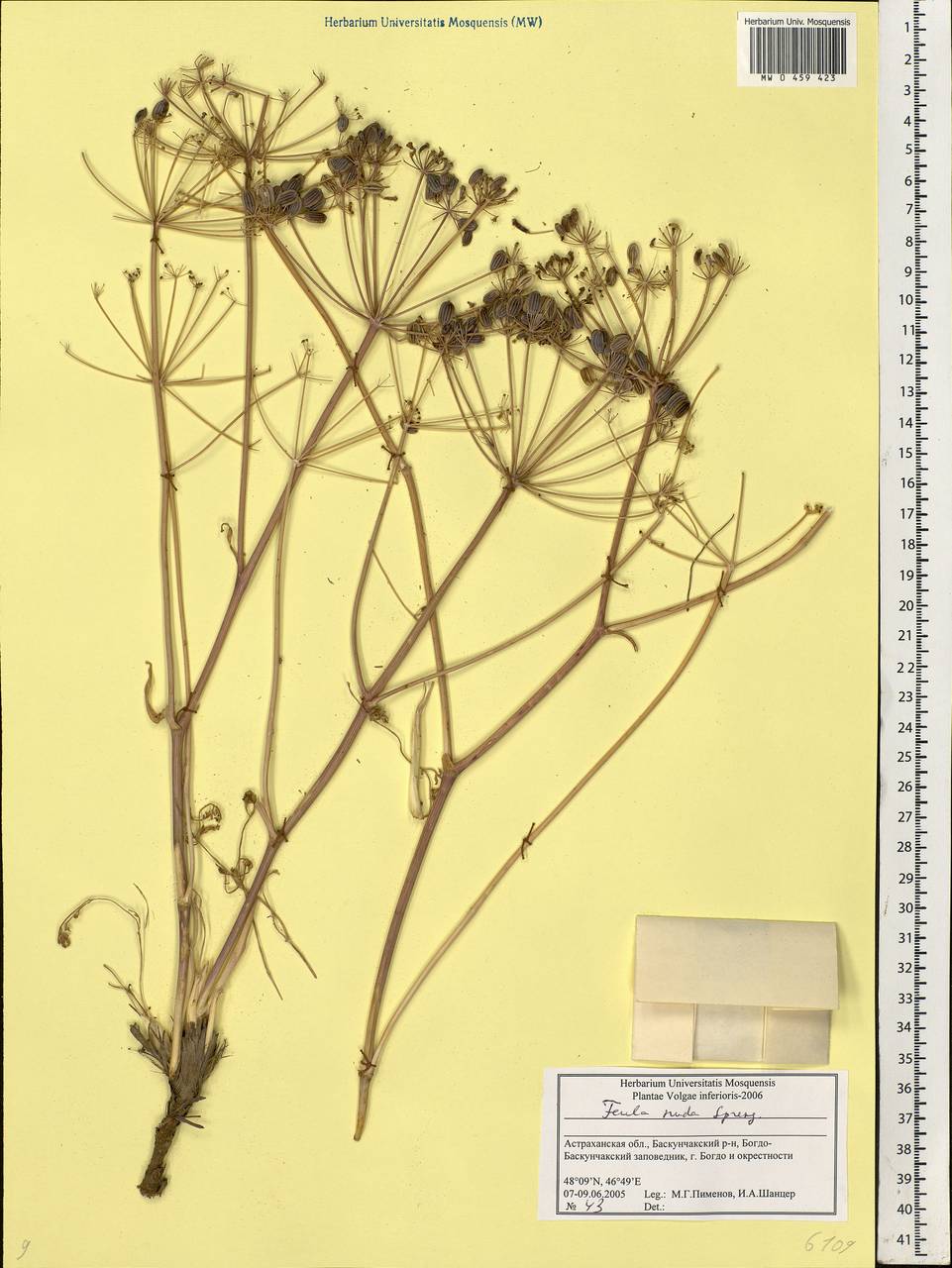 Ferula nuda Spreng., Eastern Europe, Lower Volga region (E9) (Russia)