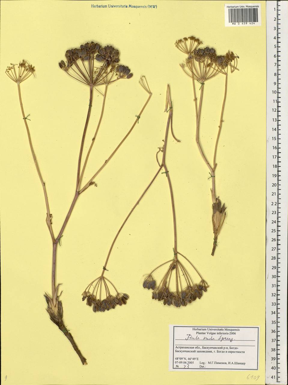 Ferula nuda Spreng., Eastern Europe, Lower Volga region (E9) (Russia)