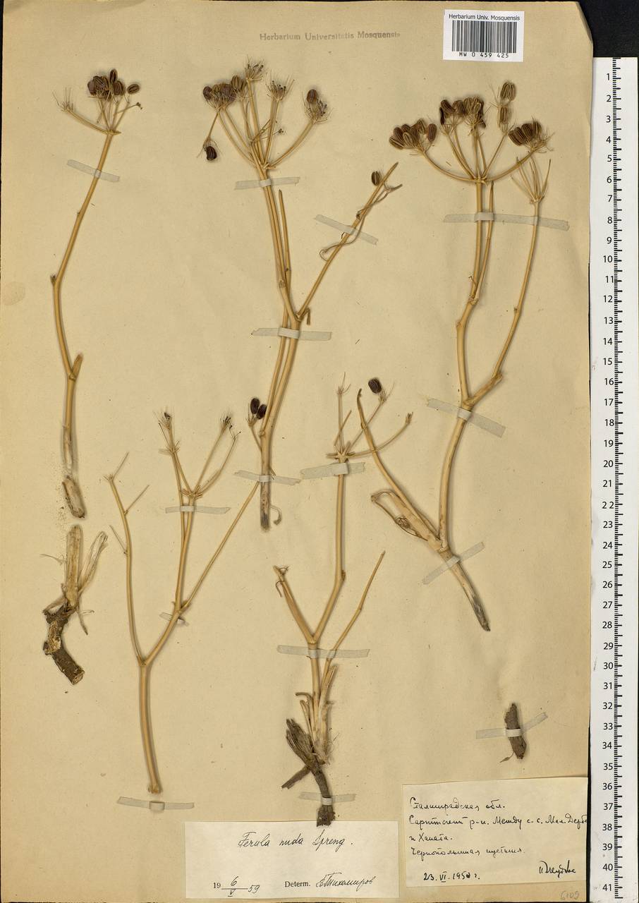 Ferula nuda Spreng., Eastern Europe, Lower Volga region (E9) (Russia)