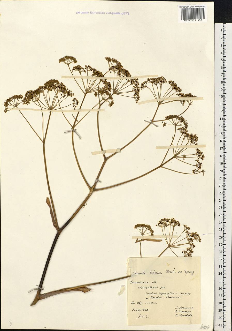 Ferula tatarica Fisch. ex Spreng., Eastern Europe, Middle Volga region (E8) (Russia)