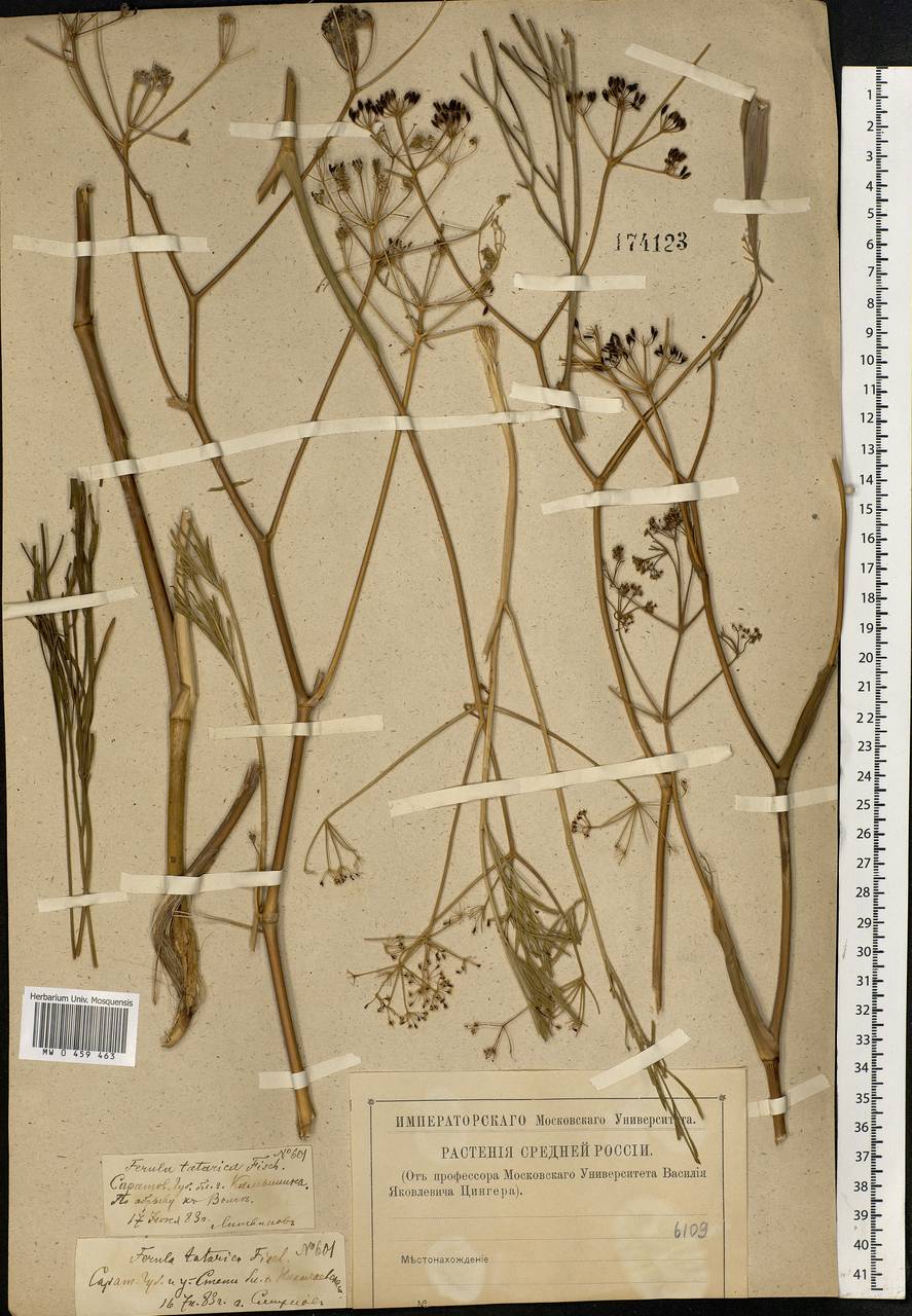 Ferula tatarica Fisch. ex Spreng., Eastern Europe, Lower Volga region (E9) (Russia)