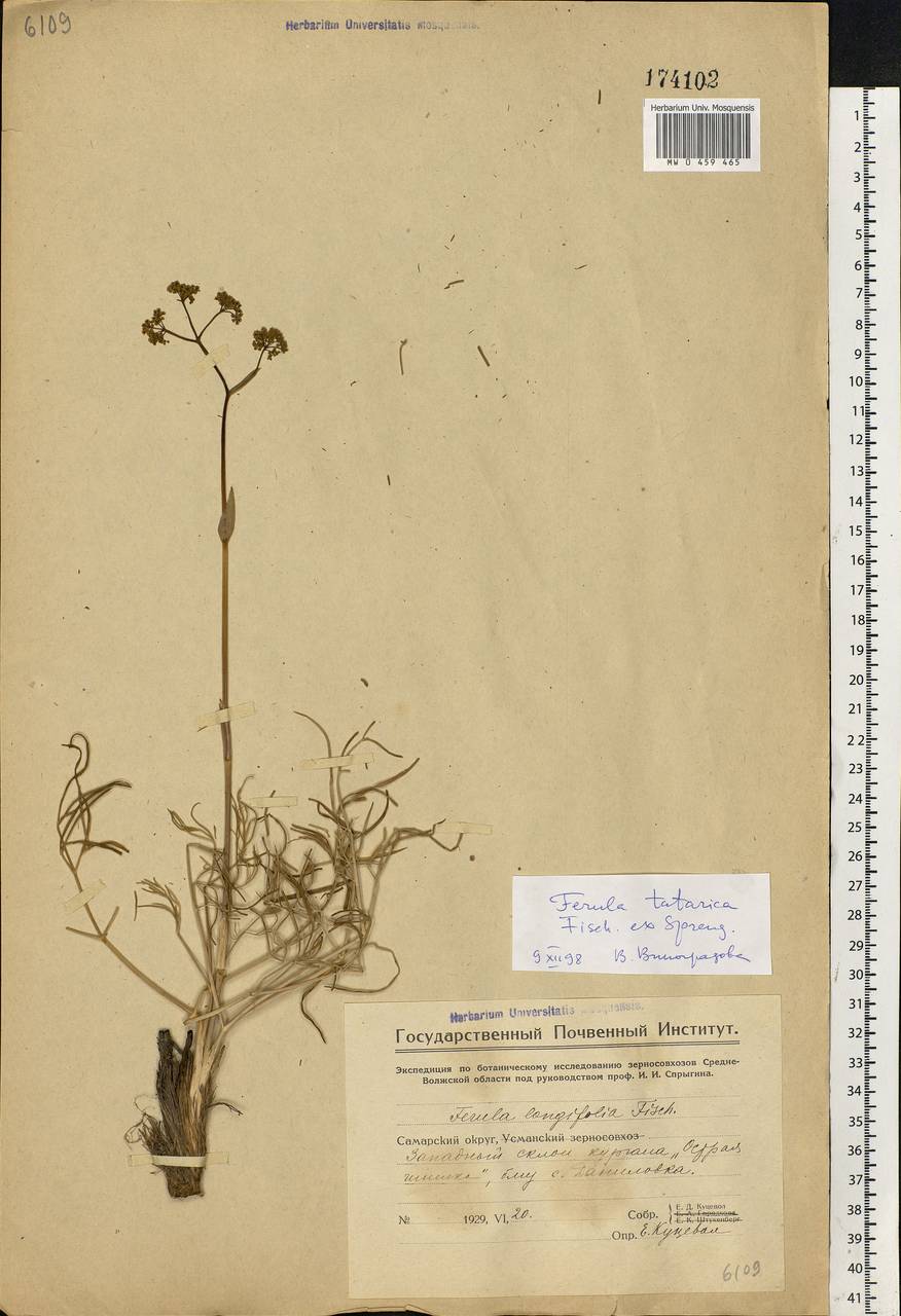 Ferula tatarica Fisch. ex Spreng., Eastern Europe, Middle Volga region (E8) (Russia)