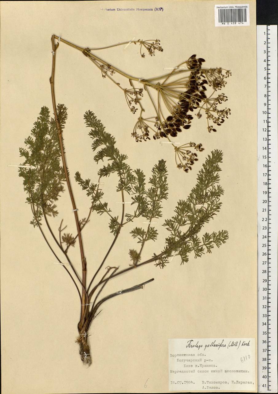 Ferulago galbanifera (Mill.) W. D. J. Koch, Eastern Europe, Central forest-and-steppe region (E6) (Russia)