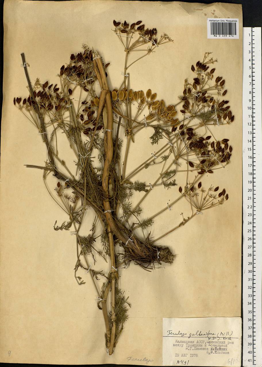 Ferulago galbanifera (Mill.) W. D. J. Koch, Eastern Europe, Lower Volga region (E9) (Russia)