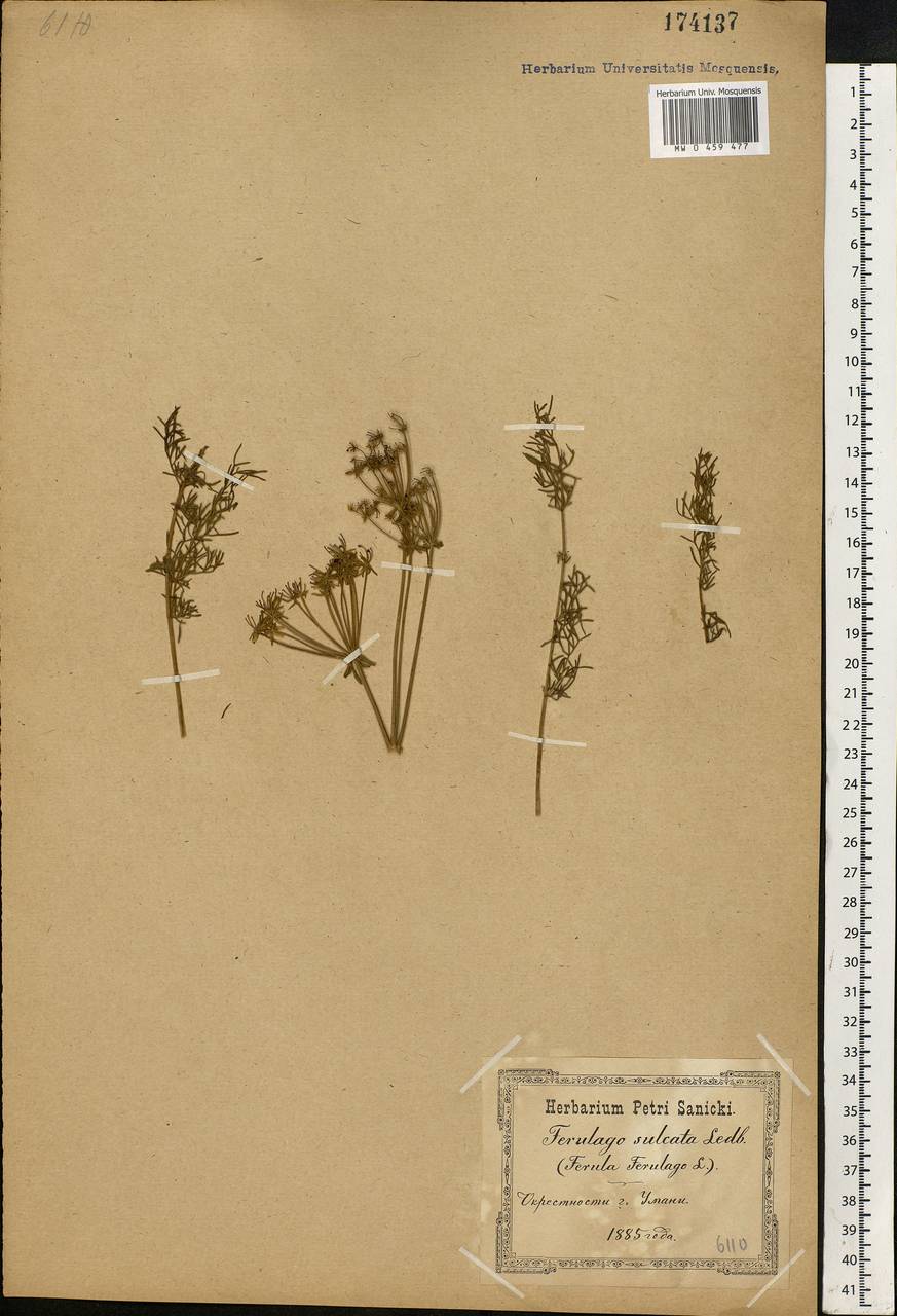 Ferulago galbanifera (Mill.) W. D. J. Koch, Eastern Europe, South Ukrainian region (E12) (Ukraine)