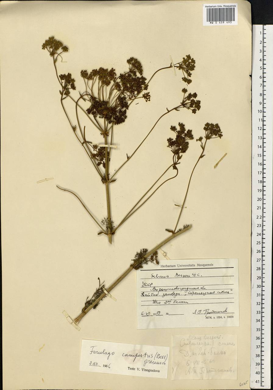 Ferulago galbanifera (Mill.) W. D. J. Koch, Eastern Europe, North Ukrainian region (E11) (Ukraine)