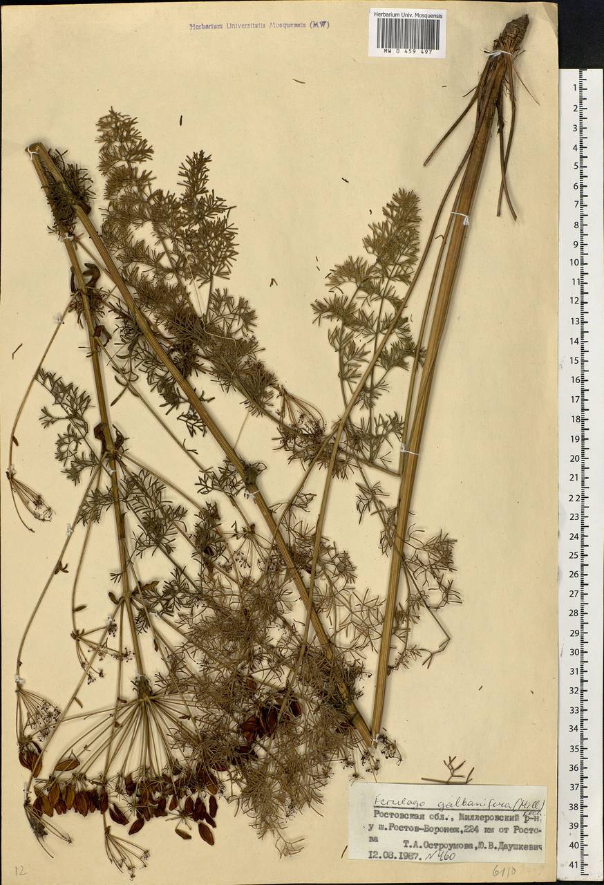 Lophosciadium galbaniferum (Mill.) Lyskov & Akalın, Eastern Europe, Rostov Oblast (E12a) (Russia)