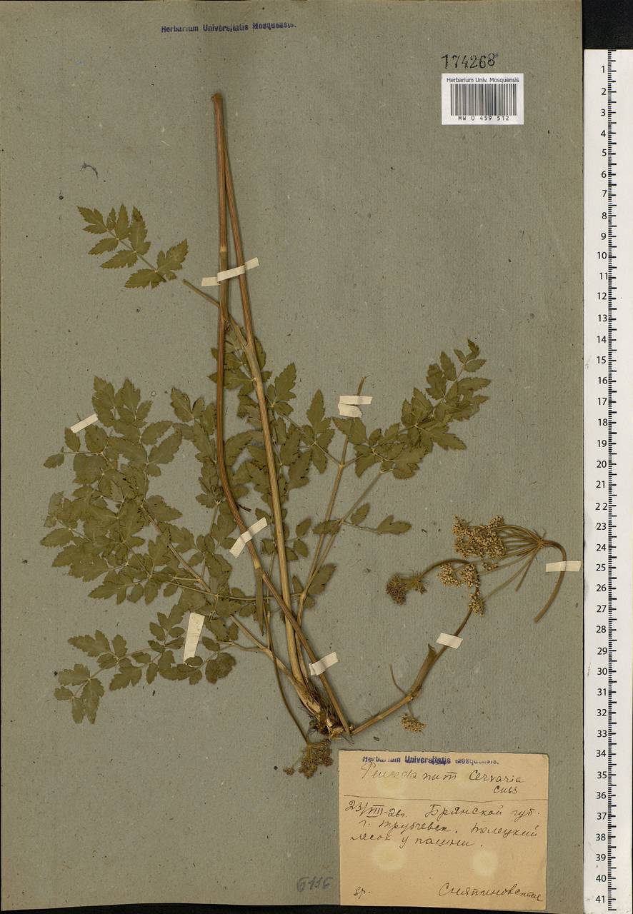 Cervaria rivini Gaertn., Eastern Europe, Western region (E3) (Russia)