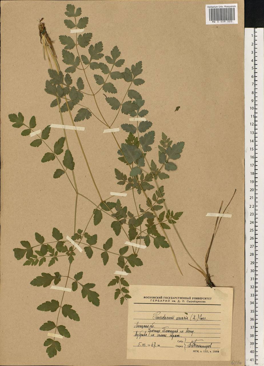 Cervaria rivini Gaertn., Eastern Europe, Central forest-and-steppe region (E6) (Russia)