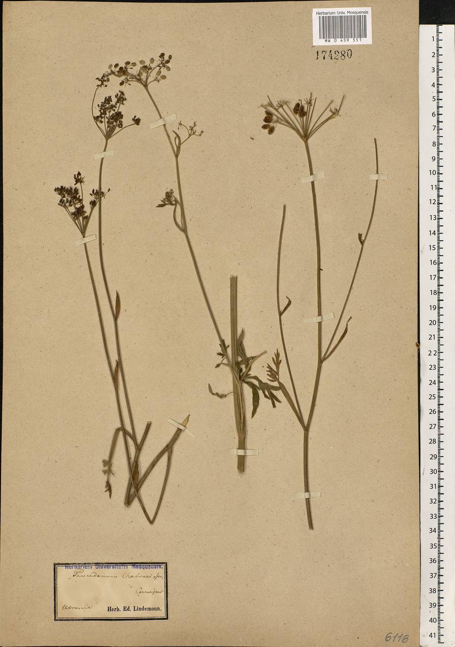 Dichoropetalum carvifolia (Vill.) Pimenov & Kljuykov, Eastern Europe, North Ukrainian region (E11) (Ukraine)