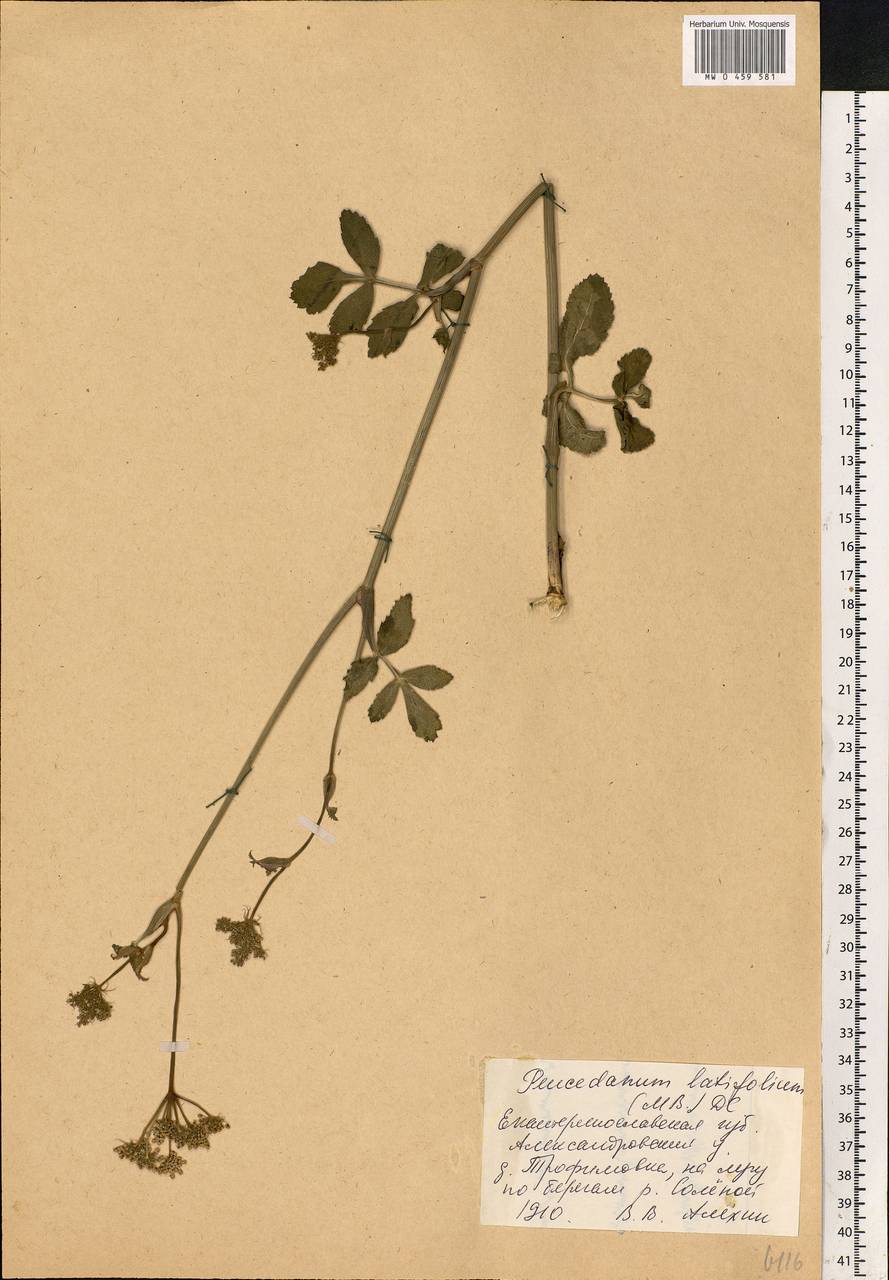 Macroselinum latifolium (M. Bieb.) Schur, Eastern Europe, South Ukrainian region (E12) (Ukraine)