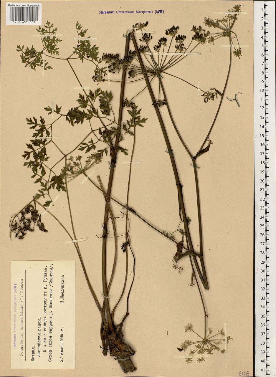 Oreoselinum nigrum Delarbre, Eastern Europe, Latvia (E2b) (Latvia)