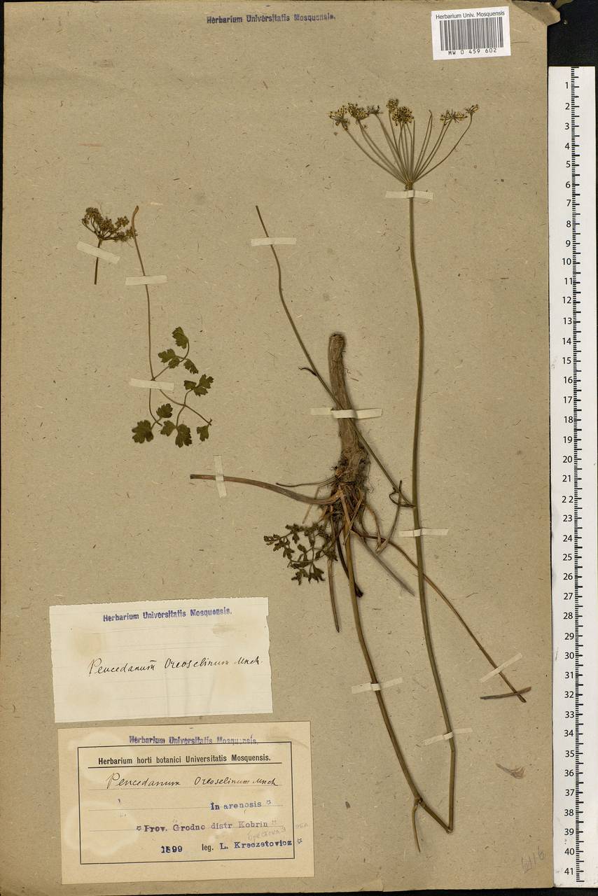Oreoselinum nigrum Delarbre, Eastern Europe, Belarus (E3a) (Belarus)
