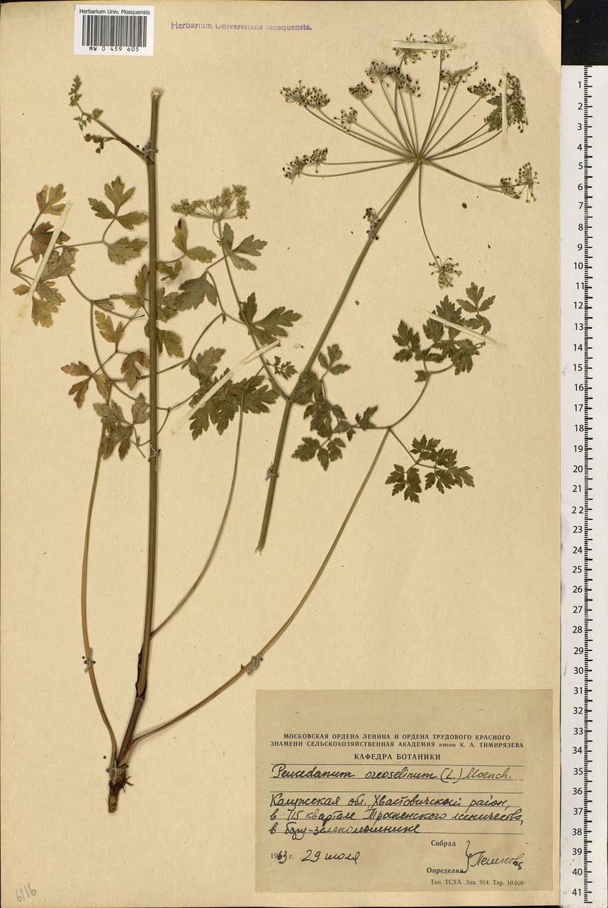 Oreoselinum nigrum Delarbre, Eastern Europe, Central region (E4) (Russia)