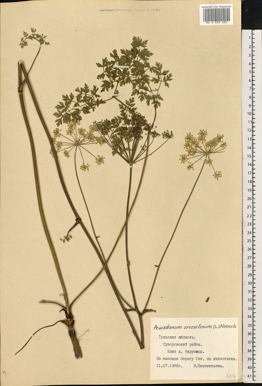 Oreoselinum nigrum Delarbre, Eastern Europe, Central region (E4) (Russia)