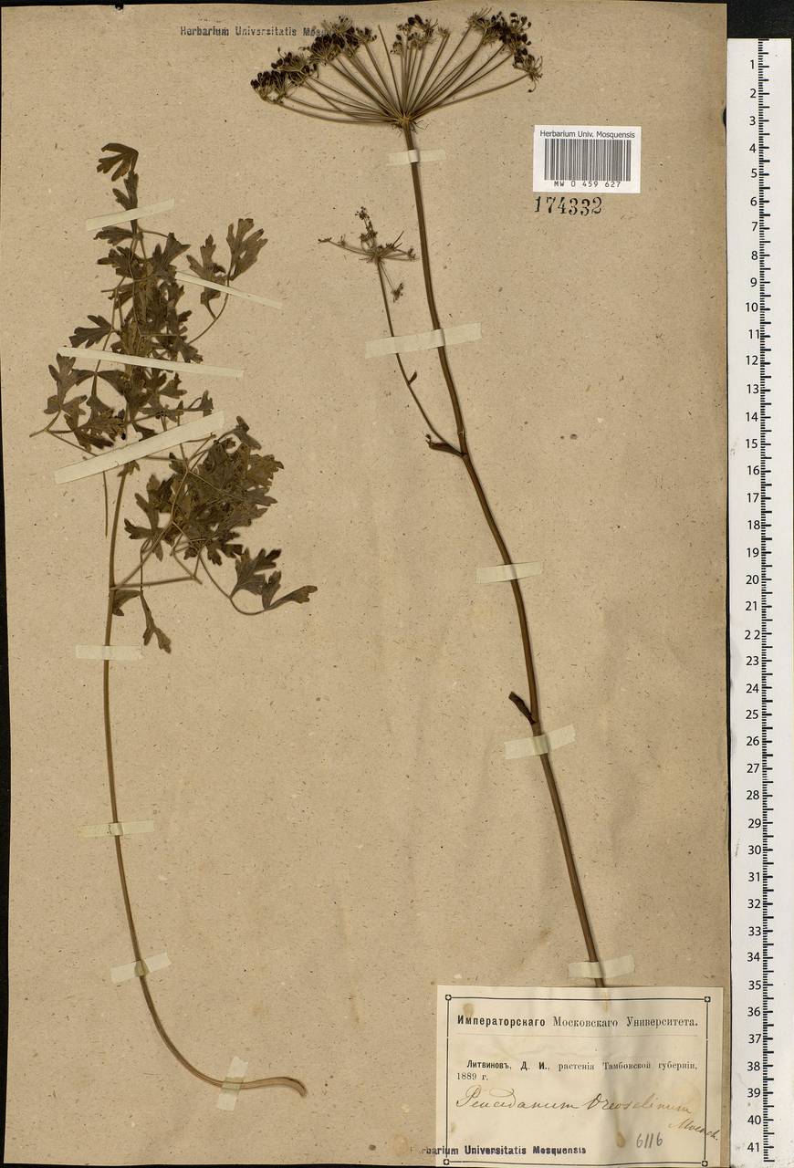 Oreoselinum nigrum Delarbre, Eastern Europe, Central forest-and-steppe region (E6) (Russia)