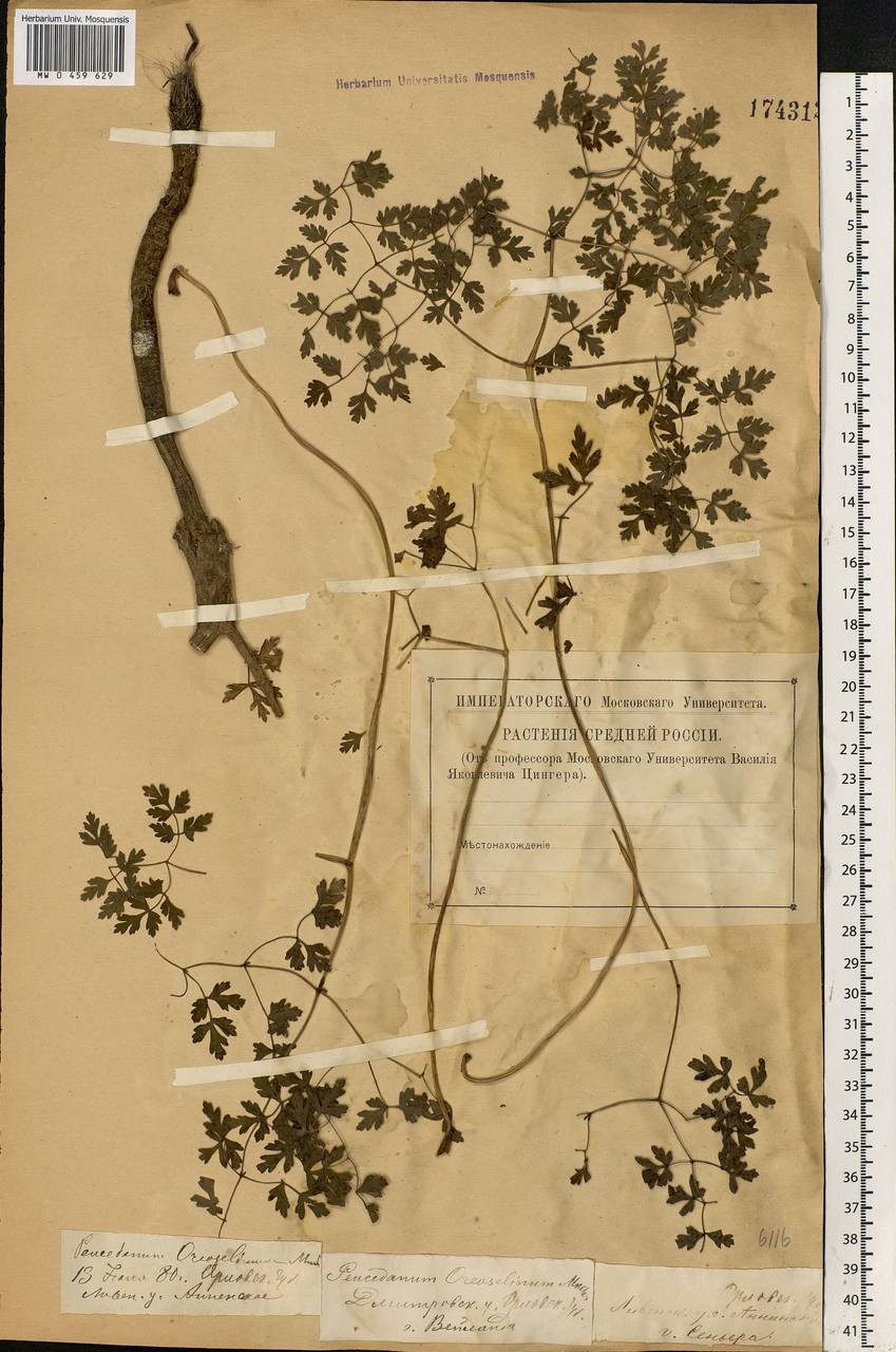 Oreoselinum nigrum Delarbre, Eastern Europe, Central forest-and-steppe region (E6) (Russia)